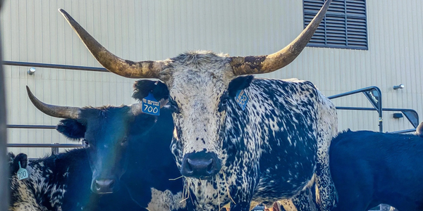 Picture of a pen of horned cattle.