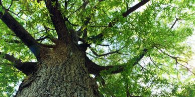 Our expert arborists and experienced crews are ready to tackle your tree troubles and help create a 