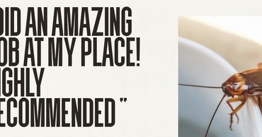 Cockroach on a cup with a humorous job recommendation quote.