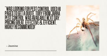 Close-up of a spider with a positive pest control testimonial from Jasmine.