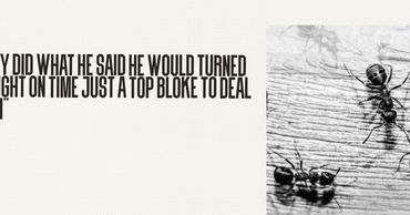 Close-up of ants on a wooden surface in black and white.