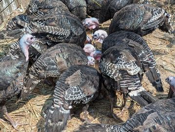 Group of wild turkeys gathered closely together.