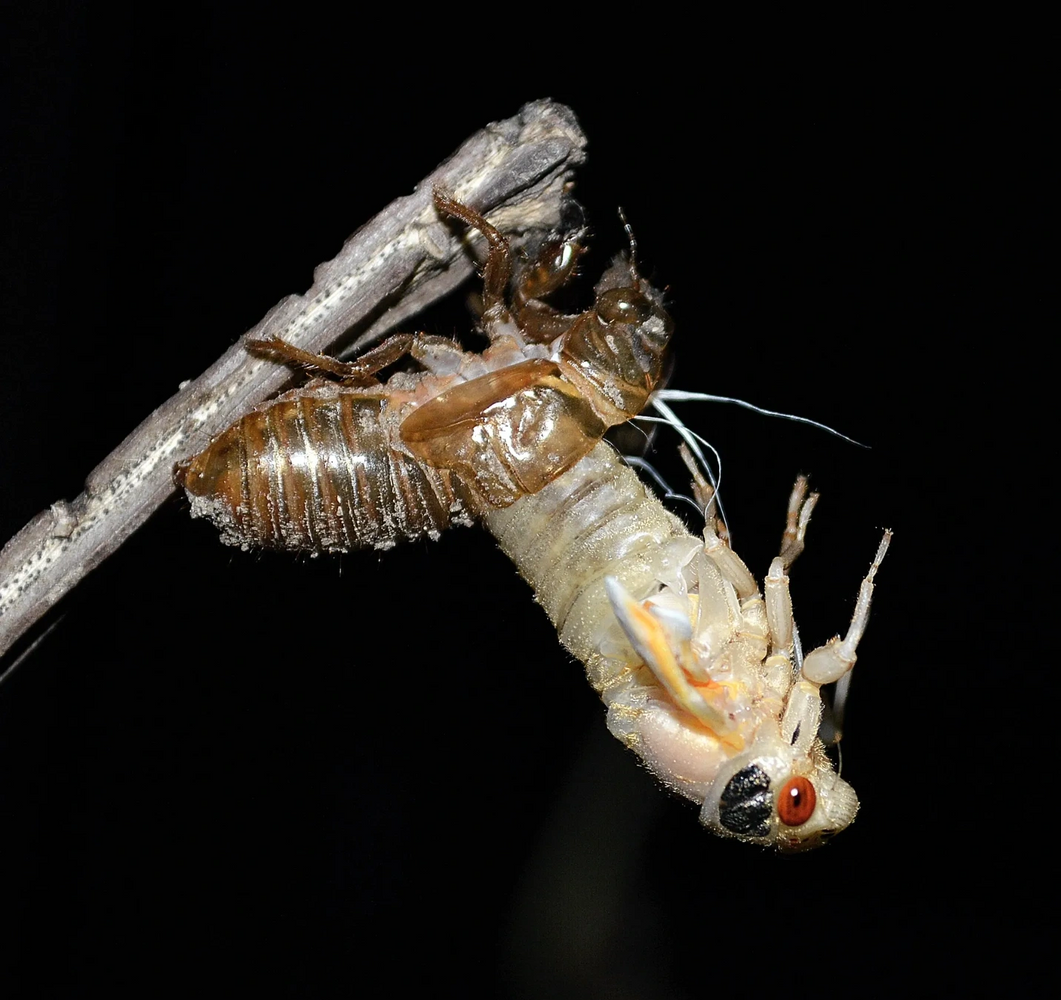 Periodical cicada emerging from its nymphal exoskeleton. Photo by Dr. Gene Kritsky, Mt St Joe Univ.