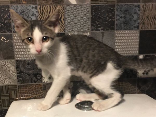 SATO Care Alliance INC