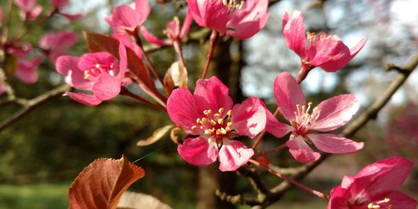 Close-up of vibrant pink blossoms on a tree branch.