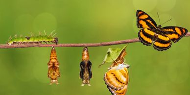 Metamorphosis into motherhood, matrescence journey