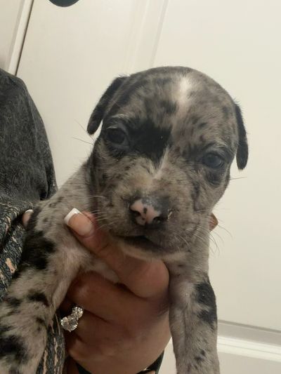 Close-up of a spotted puppy being held.