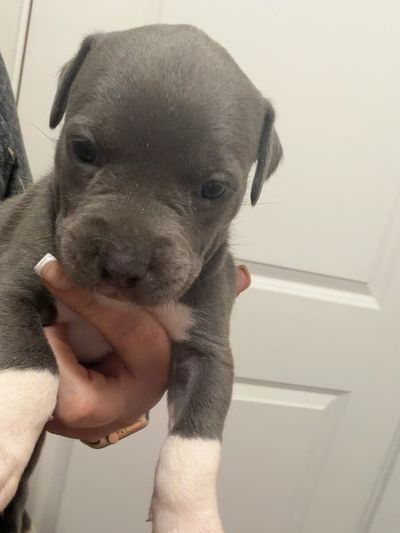 A gray and white puppy being held up.