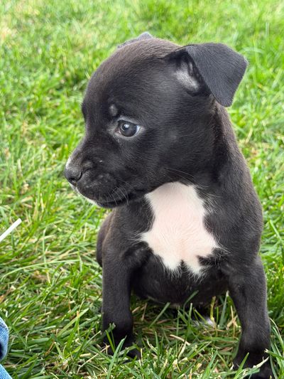 Black puppy with white chest sitting on grass.