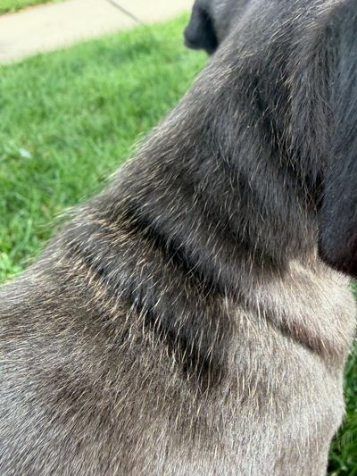 Black seal coloring on pitbull puppy up close in the sun