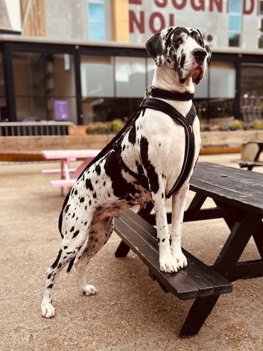 Black and white photo of a Great Dane standing on a picnic table bench.