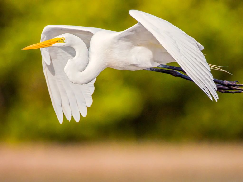 Tropical Audubon Society white egret