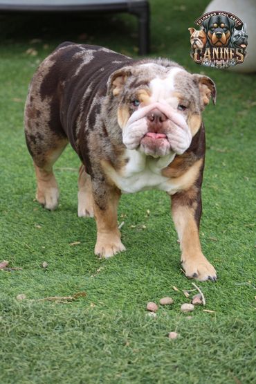 Reese’s is a chocolate Merle Kashis a lilac we are expecting beautiful puppies