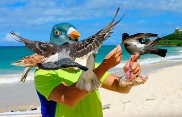 Kailua Birdman with Pigeon Mask and pigeons