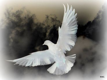 White silhouette of a pigeon in the sky