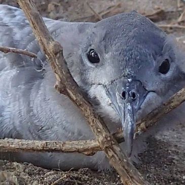 Baby Shearwater