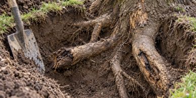 Tree roots exposed in a dug hole with a shovel.