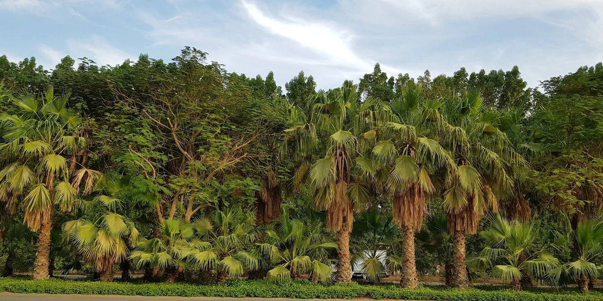 This Couple Planted Over 2 Million Trees In 20 Years