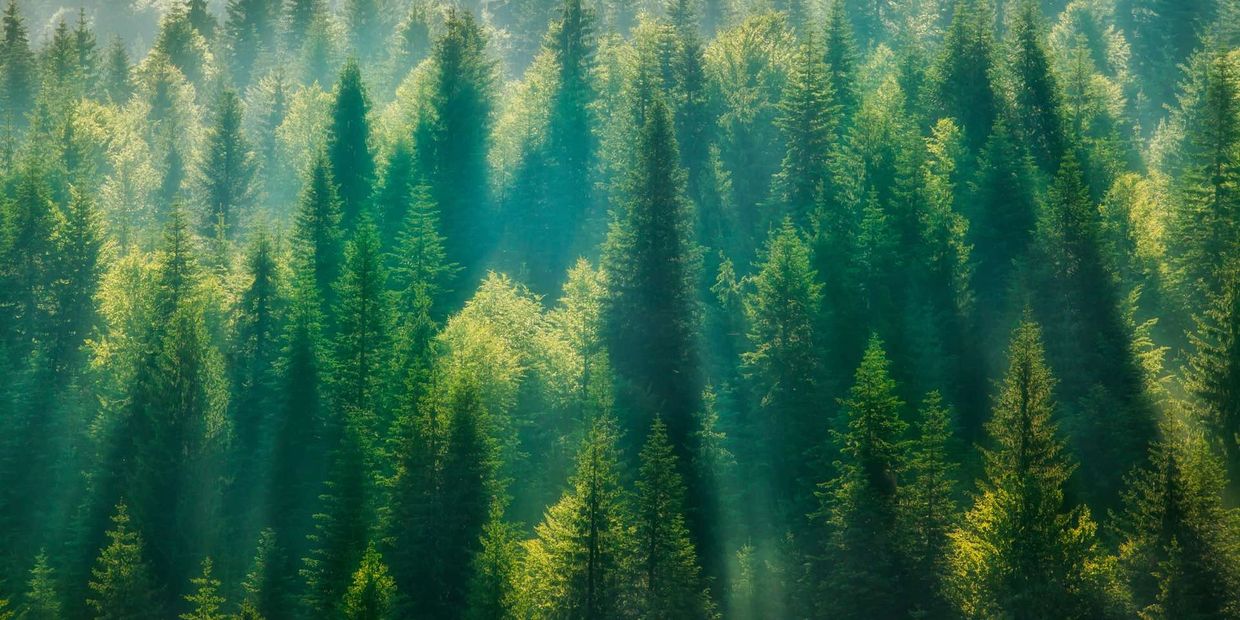 This Couple Planted Over 2 Million Trees In 20 Years