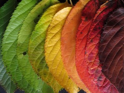 autumn leaves arranged as a rainbow