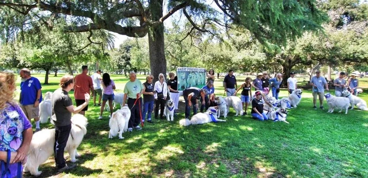 SATURDAY, SEPTEMBER 2, 2023 AT 1 PM
Great Pyrenees Assoc of So Ca PICNIC AND RESCUE PARADE
Arcadia C