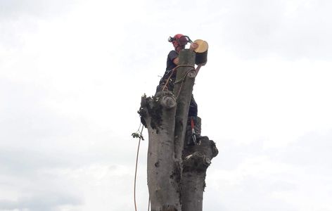 tree surgery