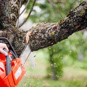 We offer full tree and shrub service , from trimming to removal.  