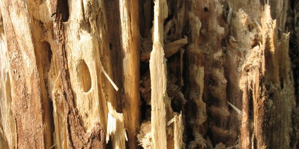 Termite Damage to Wood