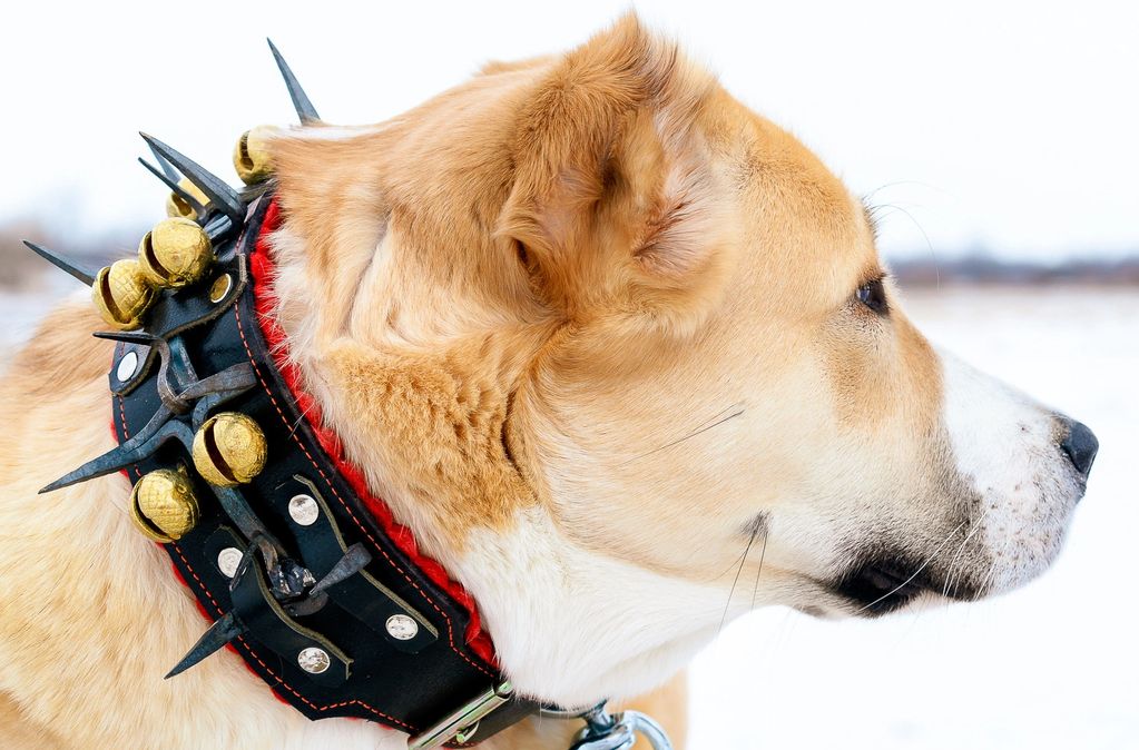 Central Asian Shepherd Rare Guardian Breed Puppies Breeder Canada Ontario Alabai Ovcharka Puppy