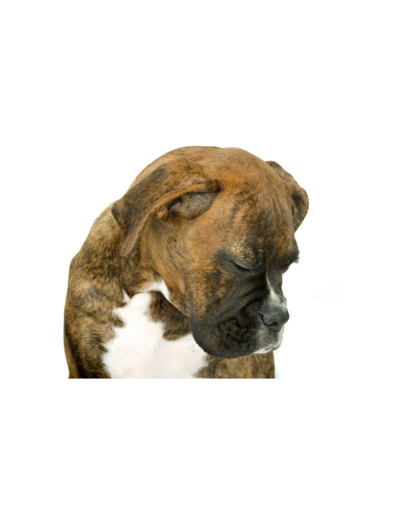 sad dog because of mold