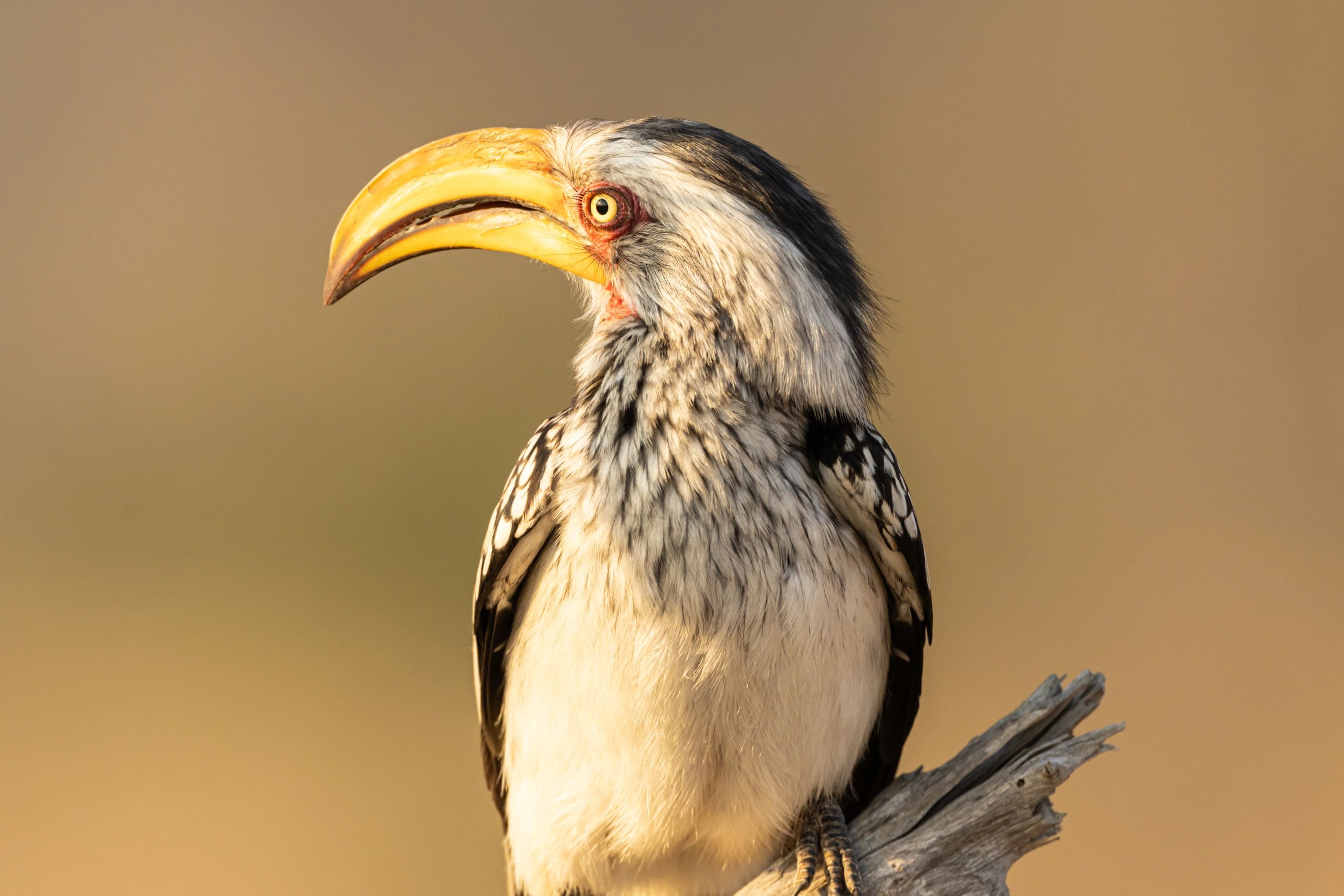 Banana Bird - South African yellow-billed hornbill