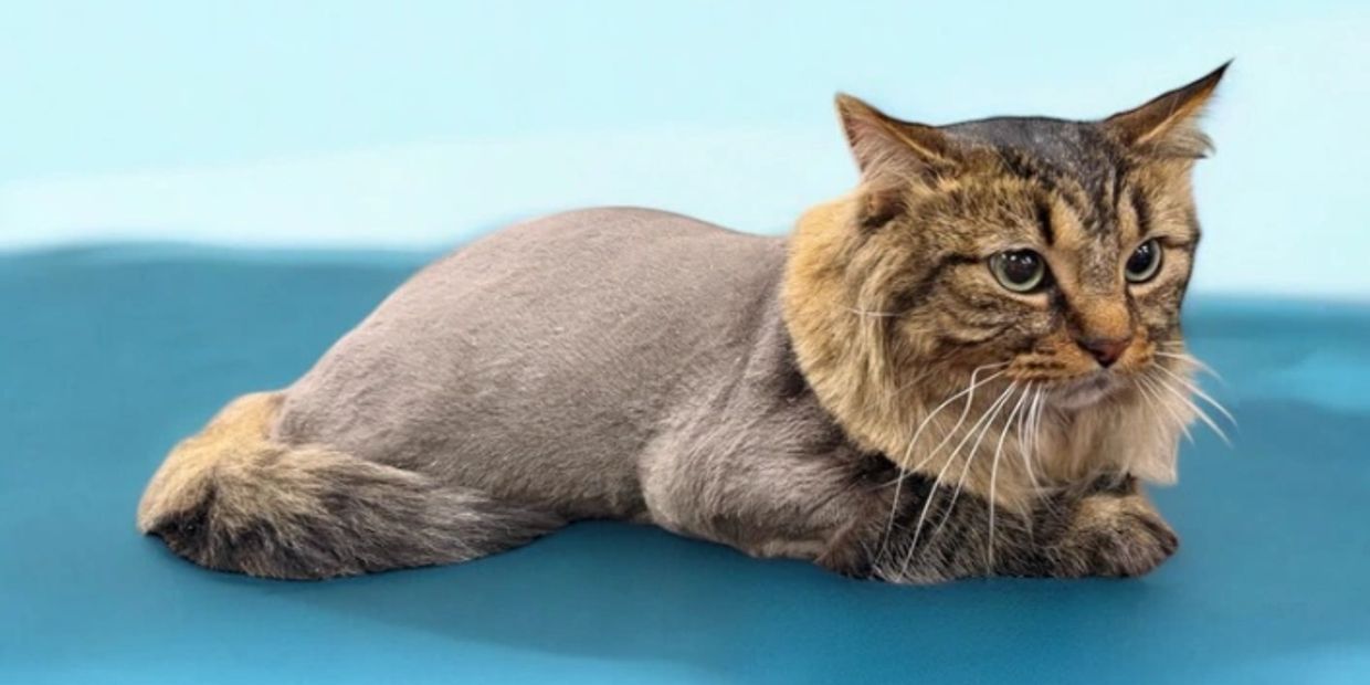 Cat grooming, lion cut