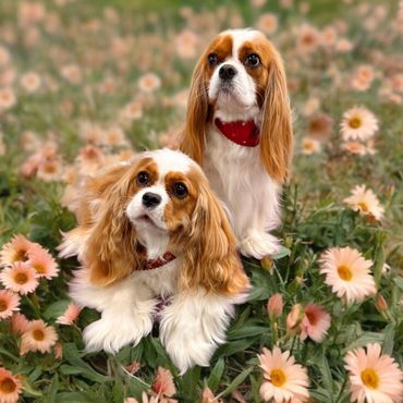 Cavalier King Charles