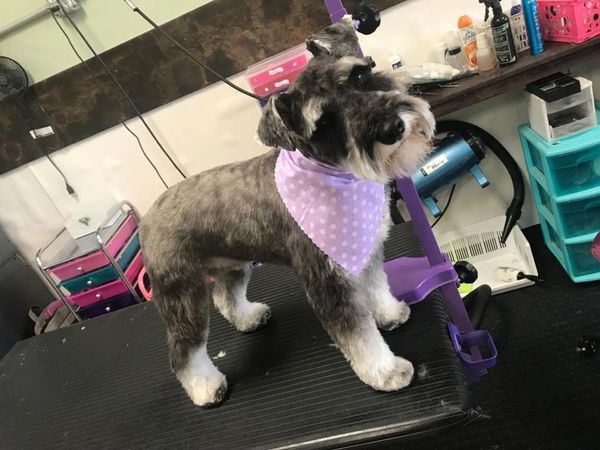 Lakeside Dog Grooming
