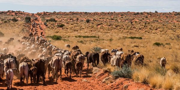 water supply for livestock