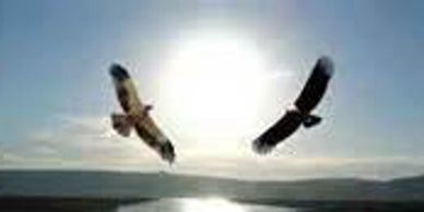 The prophecy of the Eagle and the Condor 
​by: The East Coast NYPDJ​

​Peace and Dignity Journeys em