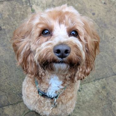 Cavapoo