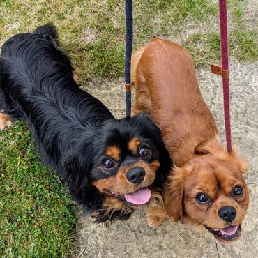 Two King Charles Cavalier Spaniels