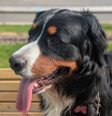 Bernese Mountain Dog