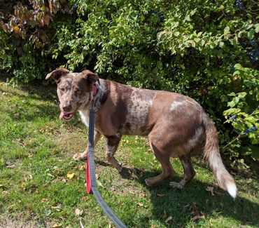 Lab x Collie crossbreed