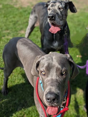 Two Great Danes