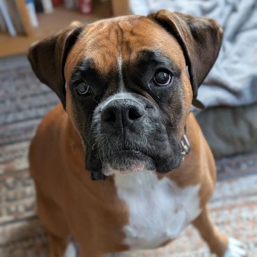 Boxer dog