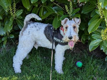 Wire-haired Fox Terrier with a ball