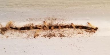 Termites in wood trim