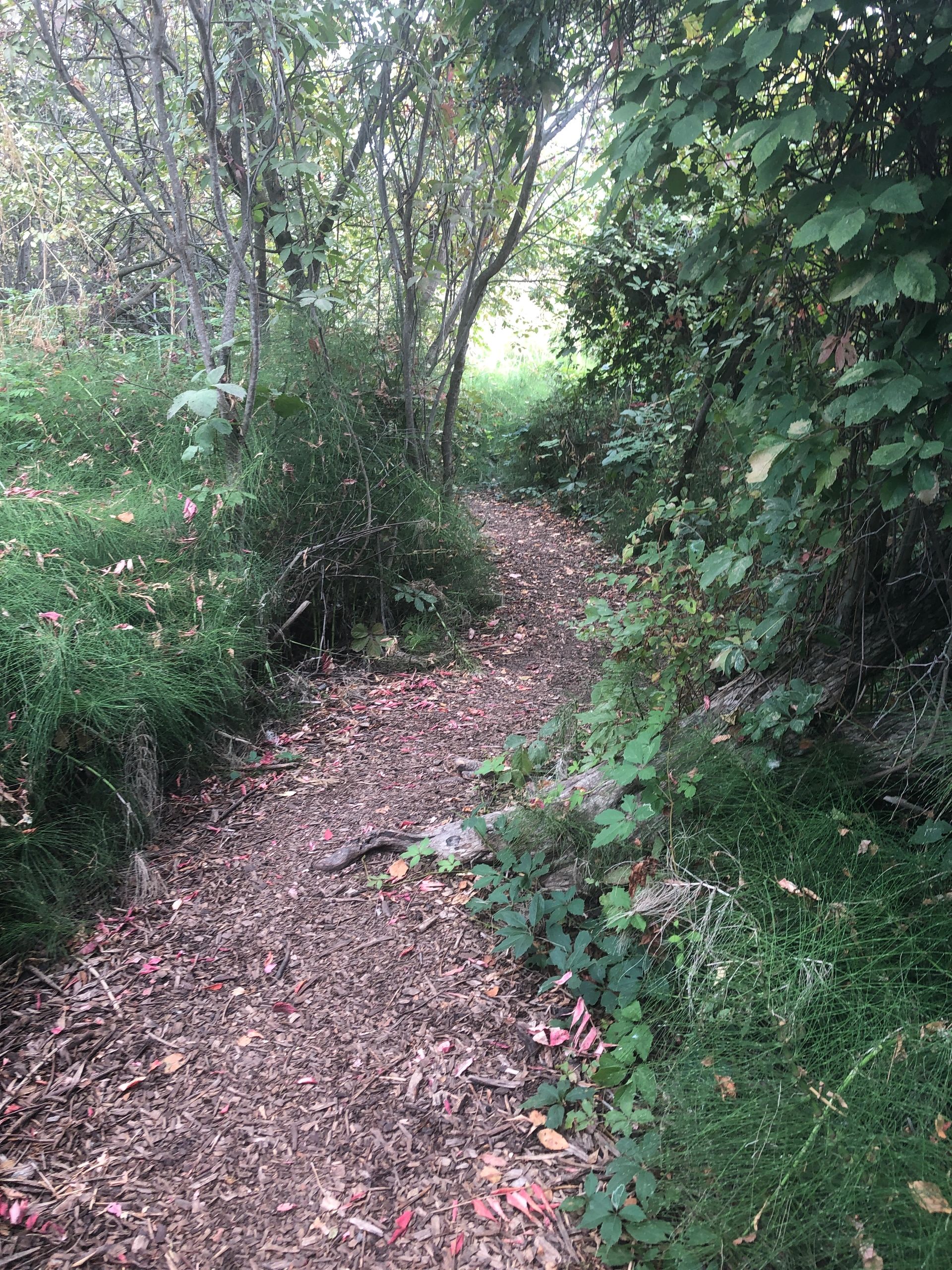 The Mindful Path