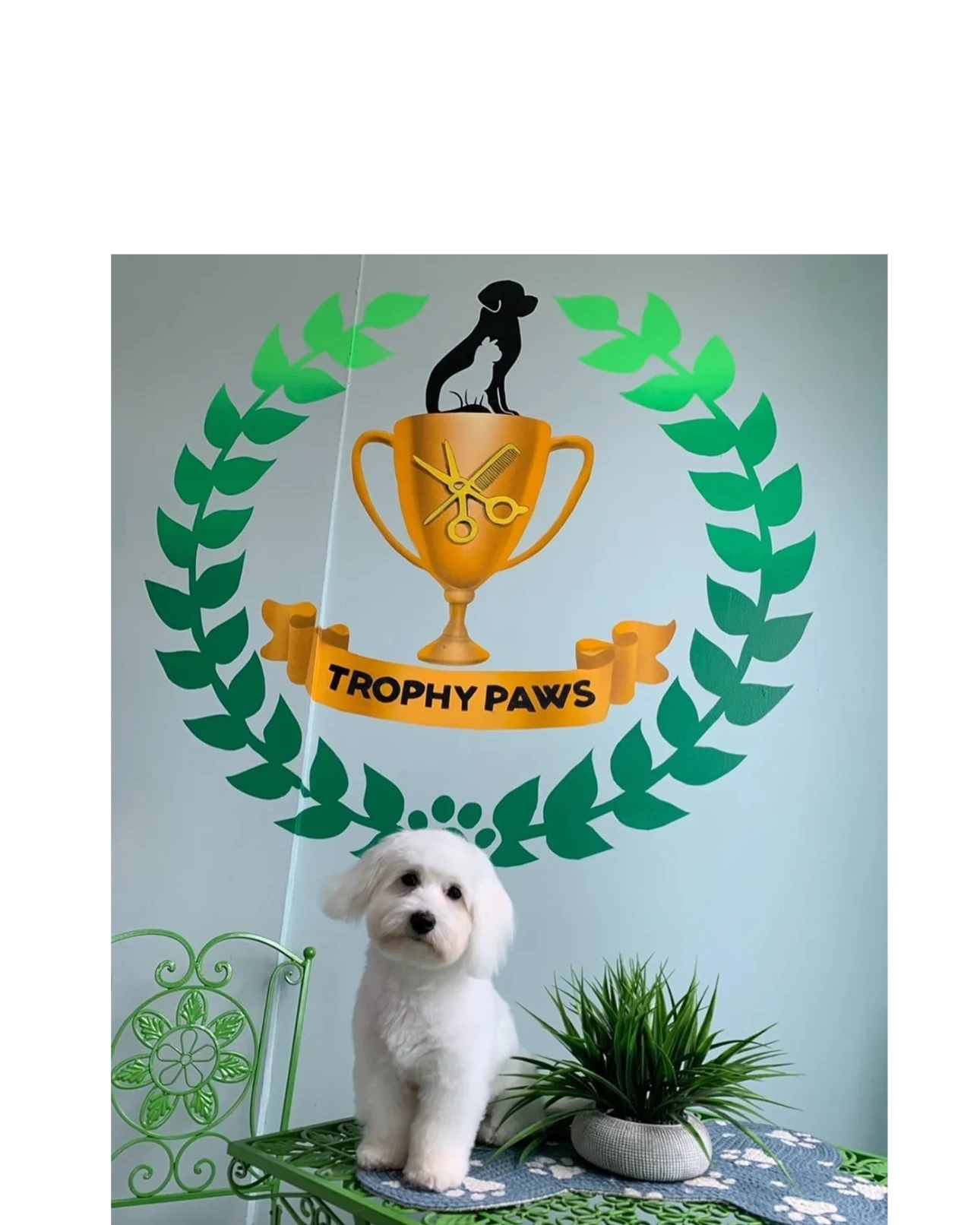 Trophy Paws Pet Grooming Trophy Paws Pet Grooming