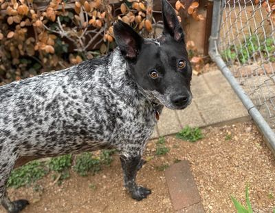 Black and white speckled dog with pointy ears.