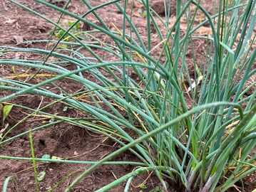 Green chives growing in a garden bed with rich soil.
