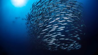 Small law firms achieve critical mass