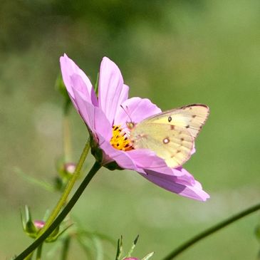 Butterfly on cosmos crafted by Jacqueline Milner, photographer, on a sunny day in a field.